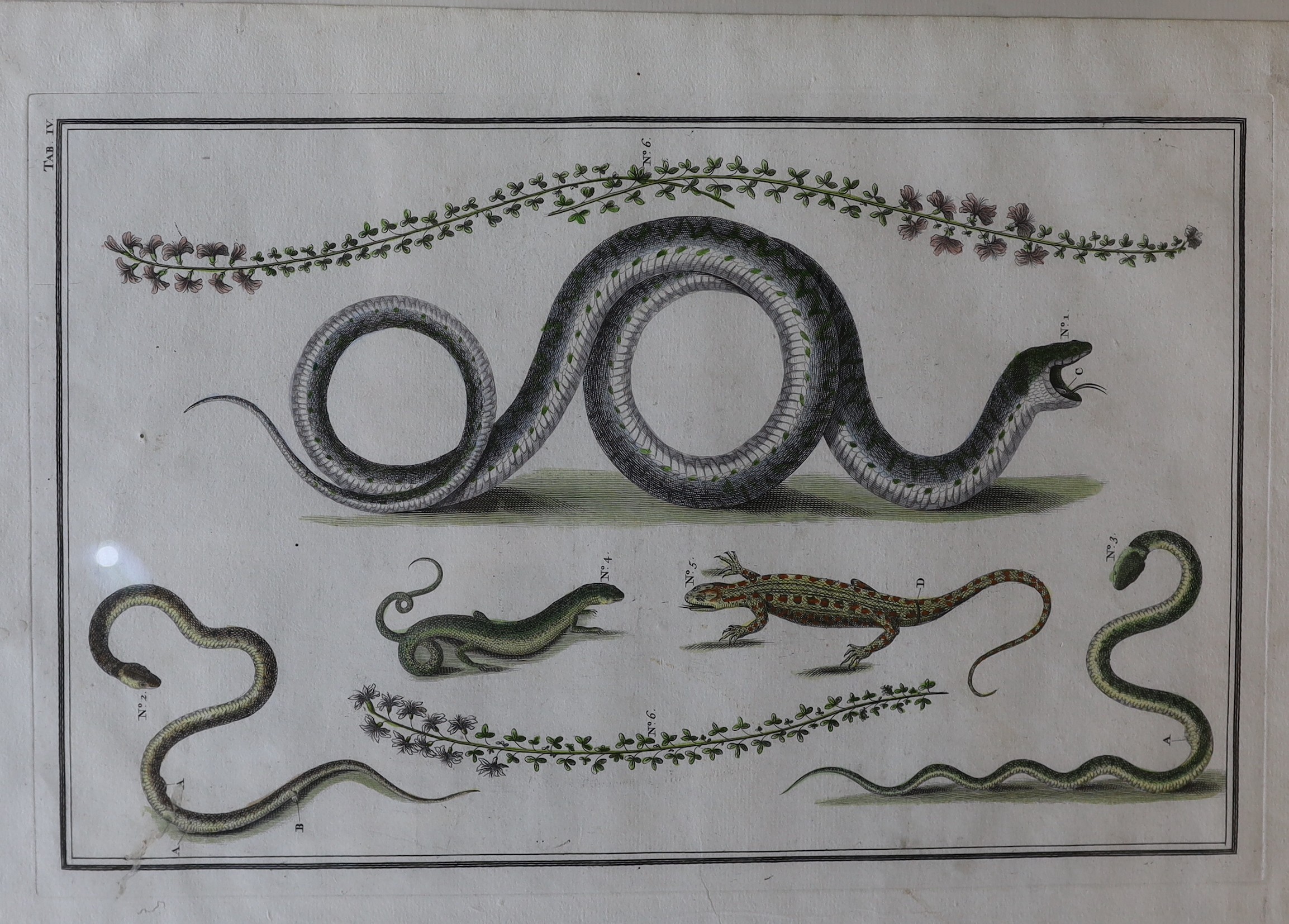 Albertus Seba (1665-1736), four hand coloured engravings, Snakes and Lizards from 'Locupltissimi', visible sheet 32 x 49cm
